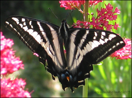 butterfly_on_jacobs_beard_3.jpg